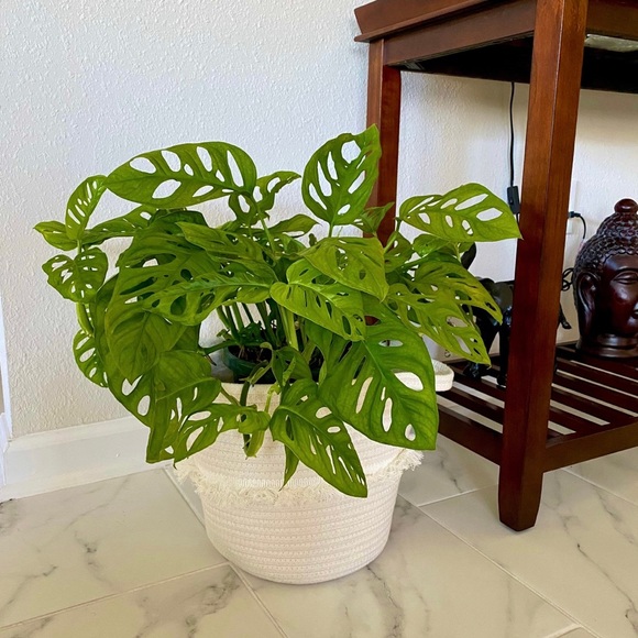 Woven Petit White & Cream Rope Baskets - Picture 1 of 4